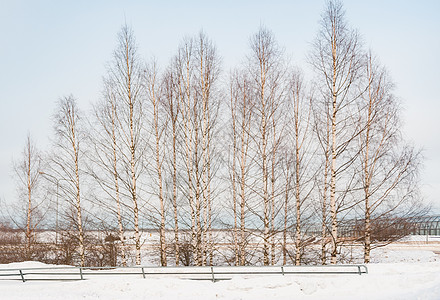 芬兰雪地白桦林高清图片