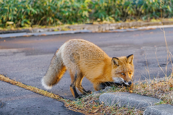 北海道知床半岛野生狐狸图片