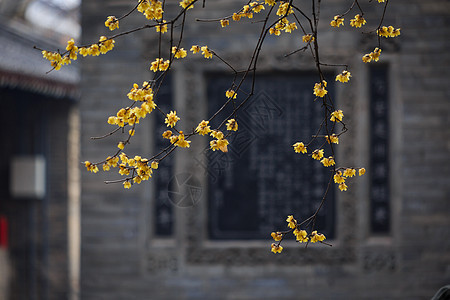 西安大兴善寺梅花图片