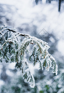 雾凇树枝洁白的雪高清图片