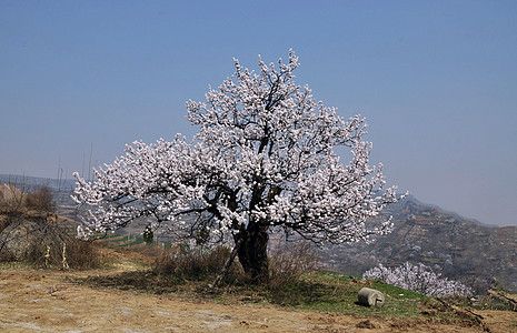 杏花树图片