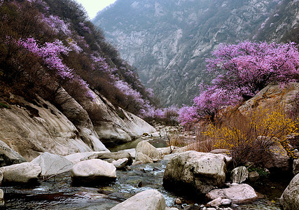 山溪水山桃花盛开背景