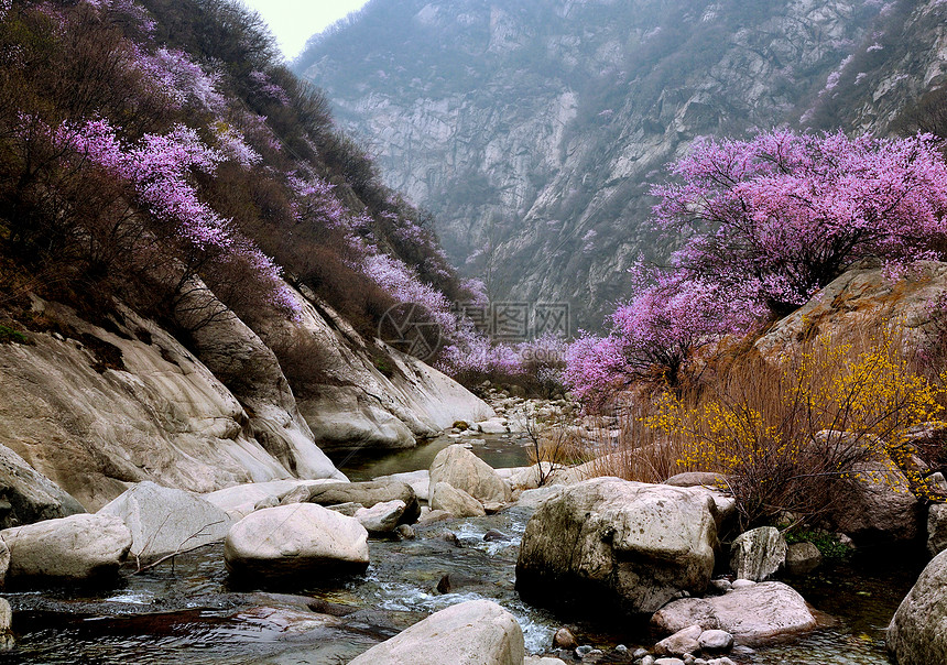 山桃花盛开图片