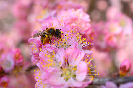 蜜蜂在樱花上采蜜图片