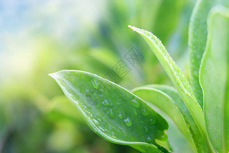 雨珠春天绿叶设计图片