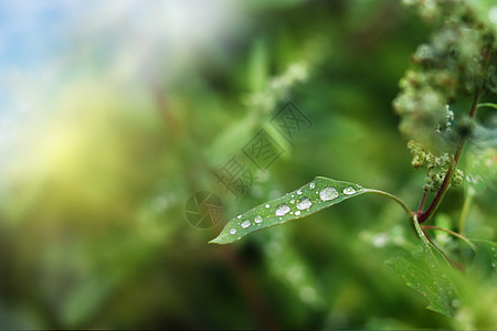 雨珠春天露珠设计图片