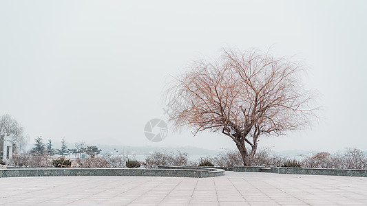 冬季枯树背景图片