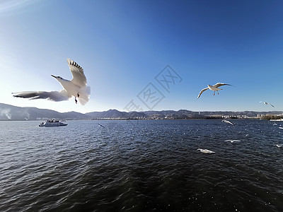 滇池海鸥昆明滇池背景