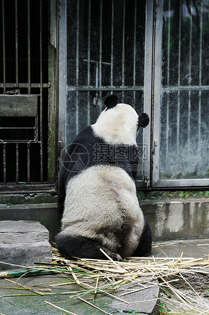 熊猫的背影图片