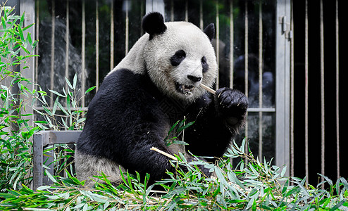 熊猫吃竹子panda高清图片