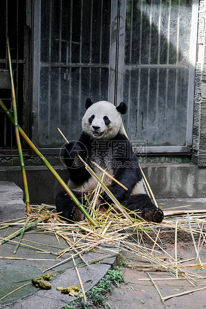 微笑的熊猫图片