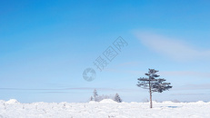 雪乡雪景孤独的树图片