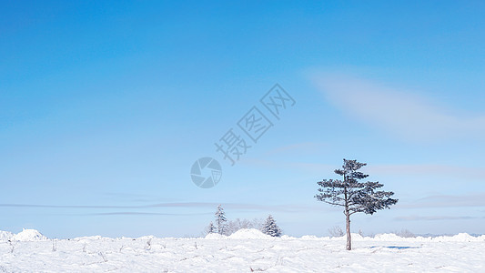 雪乡雪景孤独的树图片