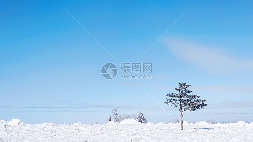 雪乡雪景孤独的树图片