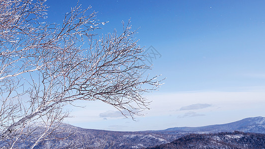 雪乡雪景孤独的树图片