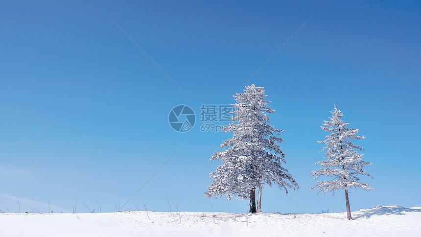 雪乡雪景孤独的树图片