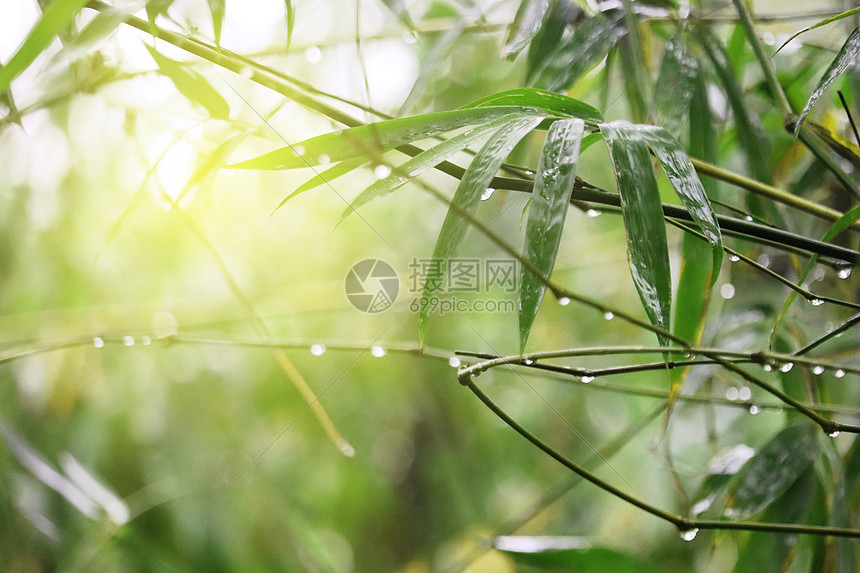 雨后阳光图片