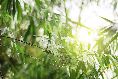 雨后阳光竹子露珠高清图片