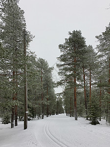 芬兰洛瓦涅米冰雪世界森林雪松背景图片