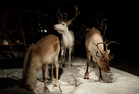 芬兰洛瓦涅米北极圈自然博物馆内的驯鹿标本高清图片