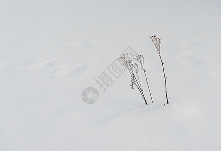 雪地里的枯草图片