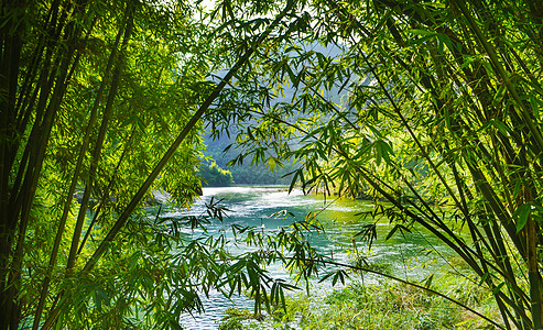 武夷山竹林背景图片