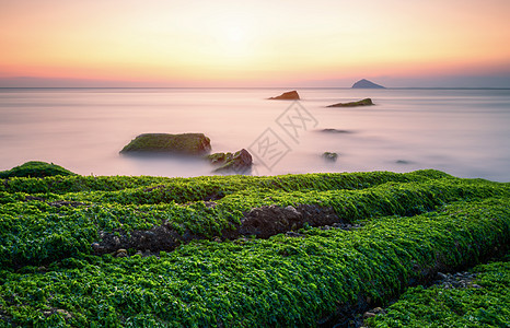 海岸绿苔图片