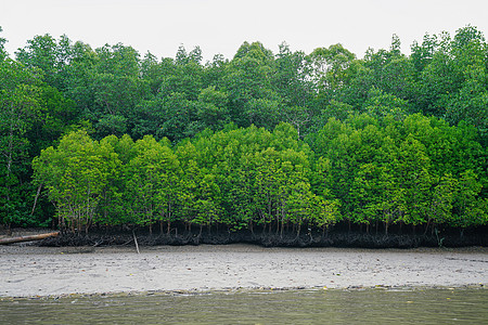 马来西亚森林马来西亚兰卡威红树林背景