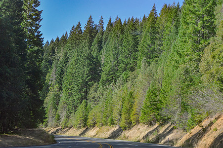 美国一号公路沿途森林图片