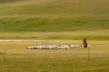 新疆牧民新疆草原牧民牲畜背景