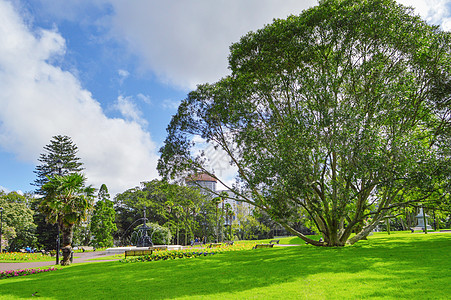 新西兰北岛新西兰奥克兰公园风光背景