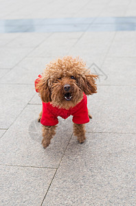 泰迪犬图片