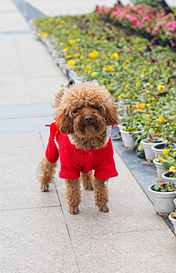 泰迪犬图片