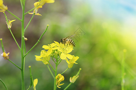 油菜花与蜜蜂图片