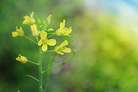 春季的油菜花图片