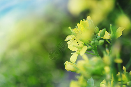 春季油菜花图片