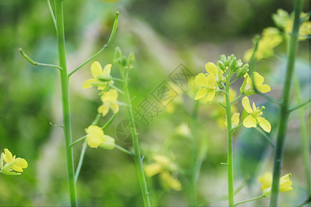 春天里的油菜花图片