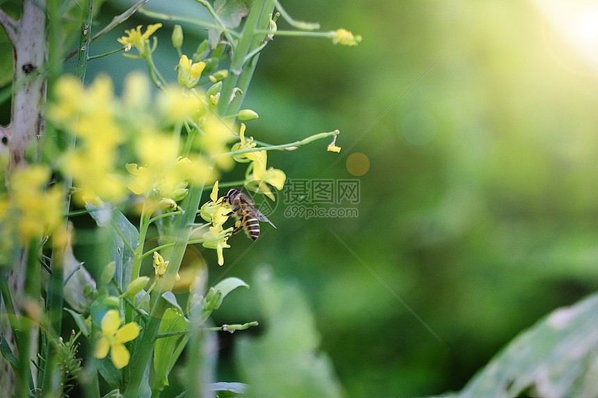 油菜花与蜜蜂图片