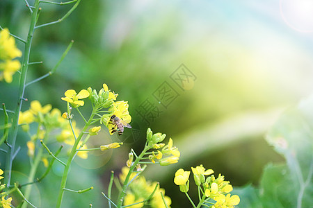 勤劳的蜜蜂图片