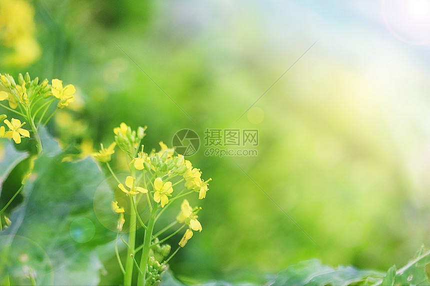 春天里的油菜花图片