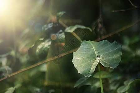 雨珠绿色植物背景设计图片