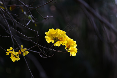 风铃木黄花风铃高清图片