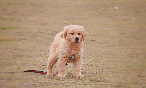 狗玩耍金毛幼犬背景