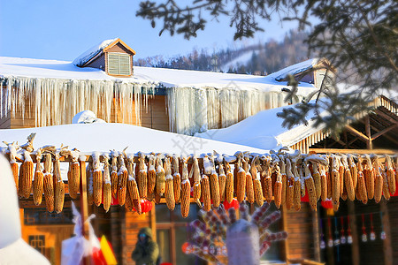 玉米棒子东北雪谷背景