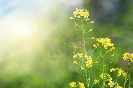 油菜花图片