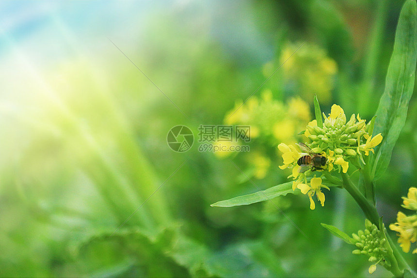 油菜花田里的蜜蜂图片