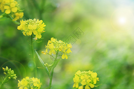 春天里的油菜花图片