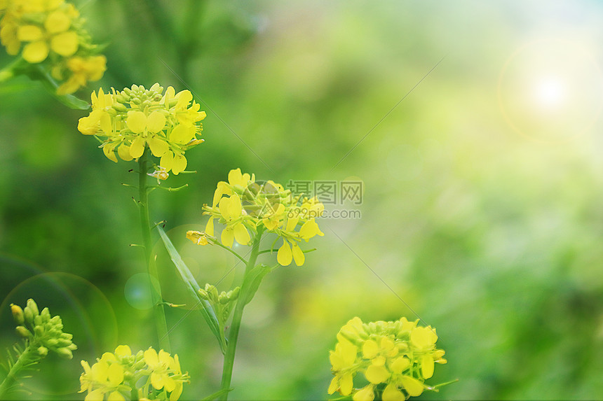 春天里的油菜花图片