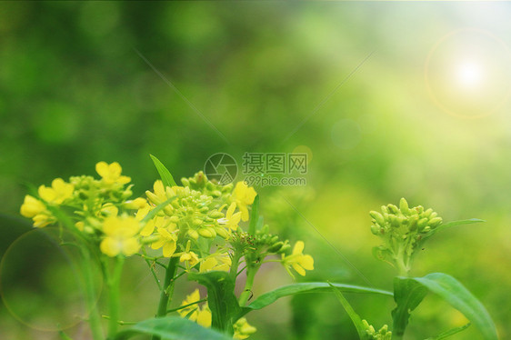 油菜花背景图片