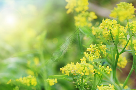 油菜花背景图片